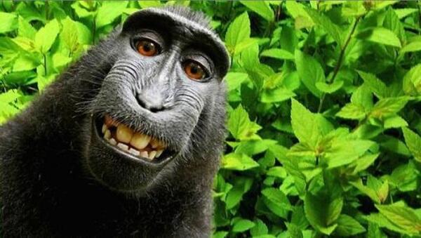Ketika Hak Cipta 'Selfie Monyet' Jadi Perdebatan 