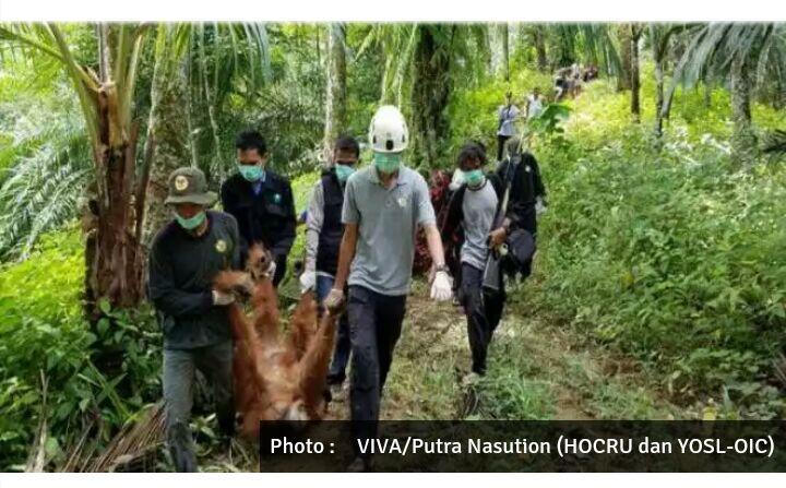 Miris, 20 Peluru Bersarang di Tubuh Orangutan Sumatera