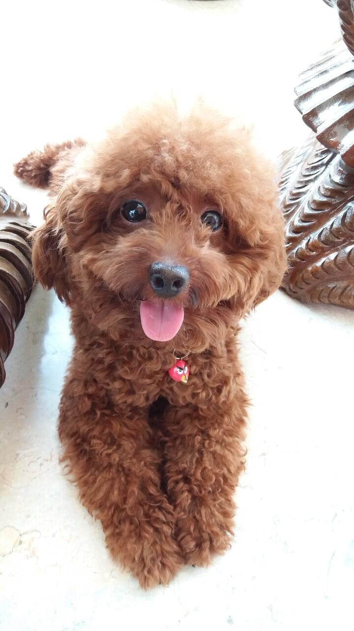 Dicari anjing hilang Red toy poodle jakarta KASKUS