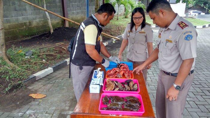 148,5 Kilogram Biota Laut Sitaan Balai Karantina Manado Dimusnahkan