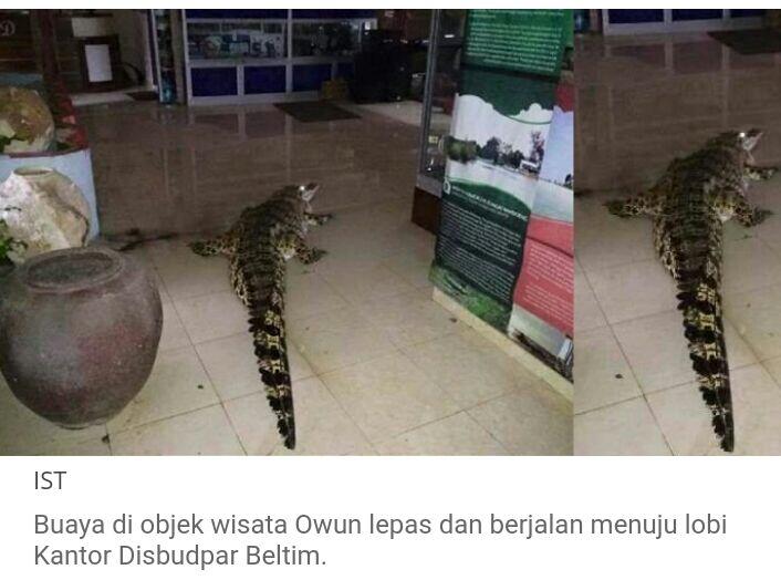 Ketika Seekor Buaya 'Berjalan-jalan' Di Kantor Dinas Pariwisata Belitung Timur