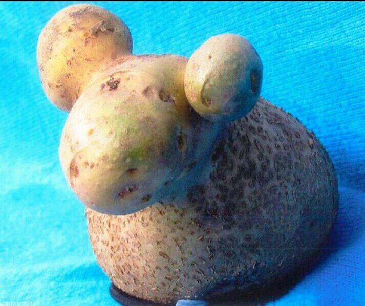 Ayo Tebak, Buah Dan Sayur Ini Mirip Hewan Apa Ya?