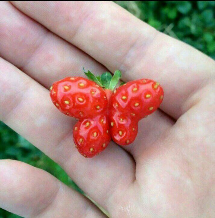 Ayo Tebak, Buah Dan Sayur Ini Mirip Hewan Apa Ya?