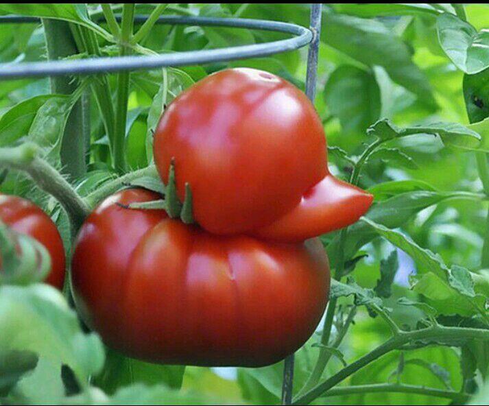 Ayo Tebak, Buah Dan Sayur Ini Mirip Hewan Apa Ya?