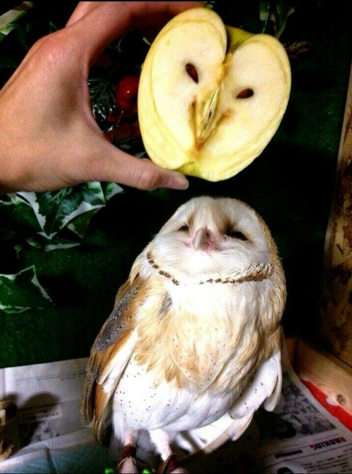 Ayo Tebak, Buah Dan Sayur Ini Mirip Hewan Apa Ya?