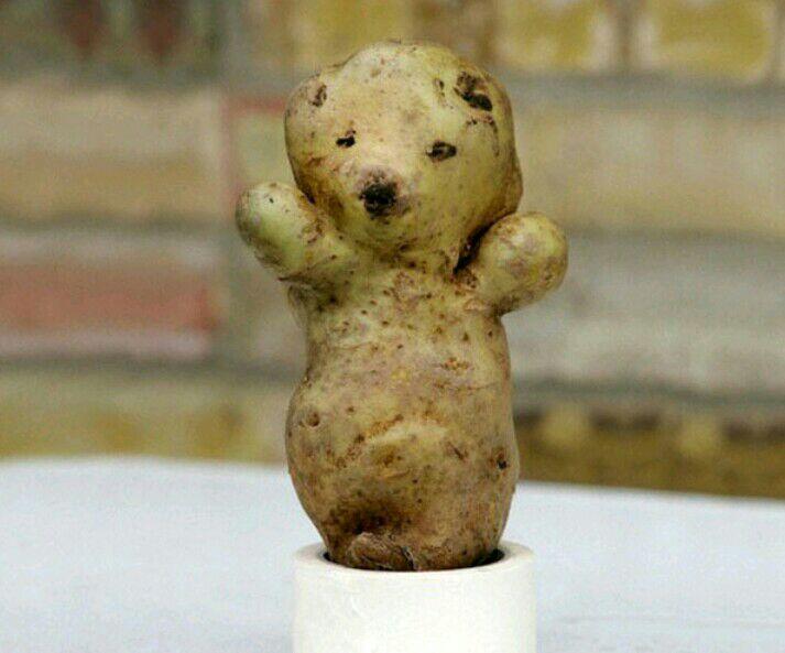 Ayo Tebak, Buah Dan Sayur Ini Mirip Hewan Apa Ya?