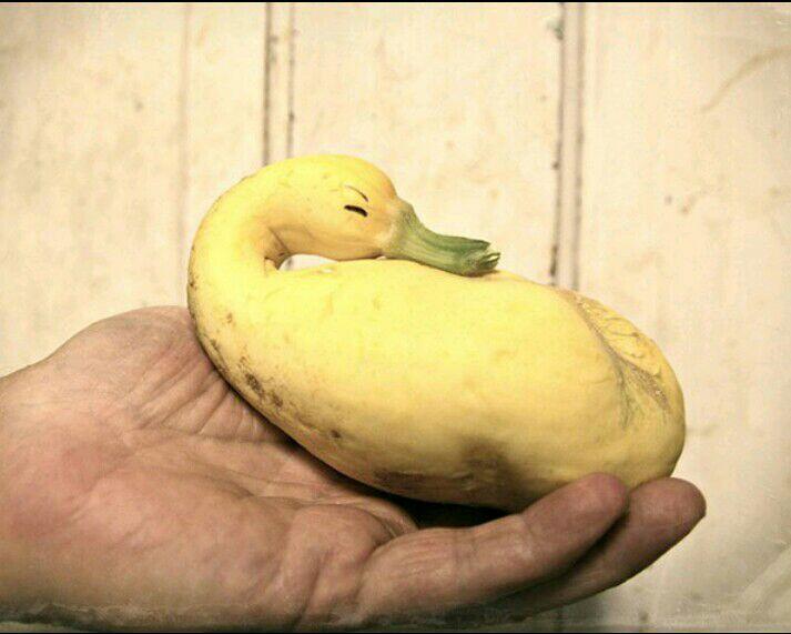 Ayo Tebak, Buah Dan Sayur Ini Mirip Hewan Apa Ya?
