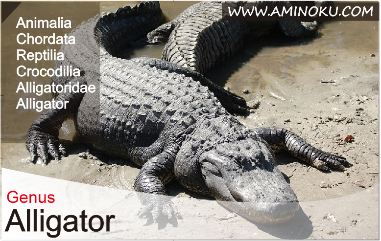 7 Fakta Unik Tentang Alligator