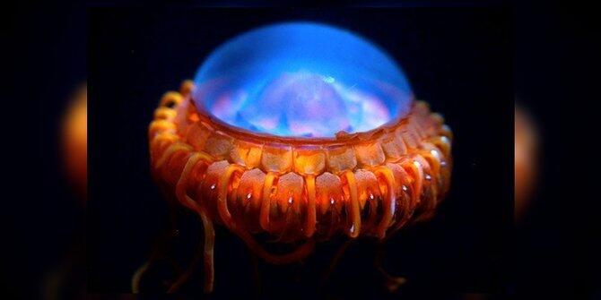 Nyeleneh, 7 Penghuni lautan ini berbentuk seperti reinkarnasi alien