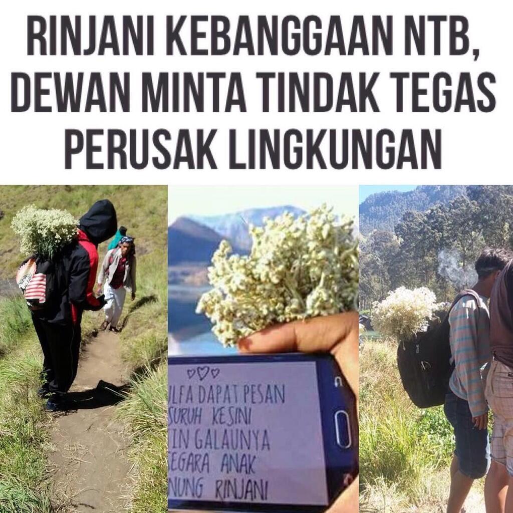 Norak dan Kebelet Eksis! Jangan Petik Edelweiss di Rinjani Dong!