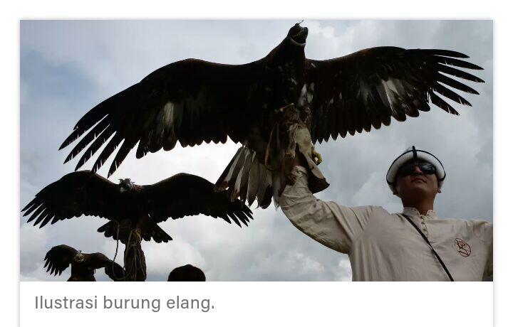 Anggota Baru Keluarga Elang di Kamojang dari Malang