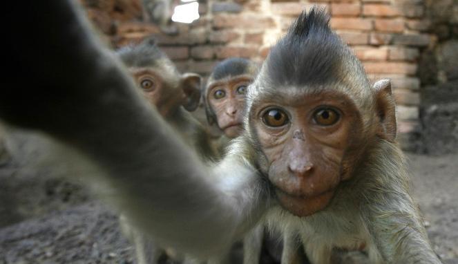 Hak Cipta Swafoto Monyet di Sulawesi Jadi Perhatian Dunia
