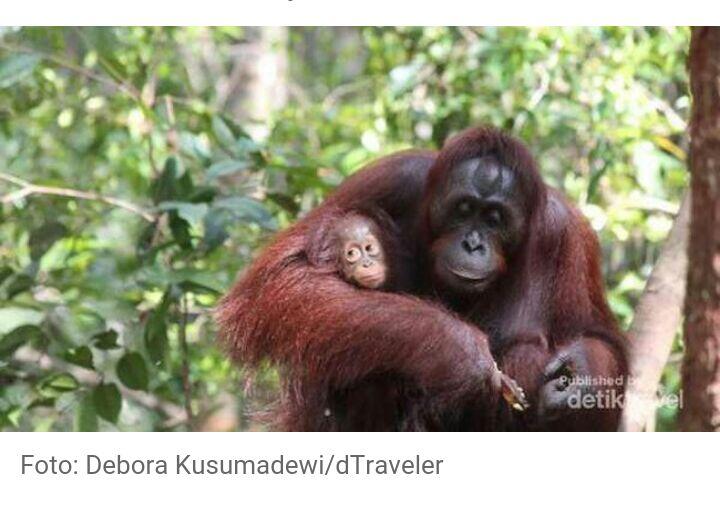 Bagaimana Nasib Orangutan Jika Ibu Kota Ada di Kalteng?