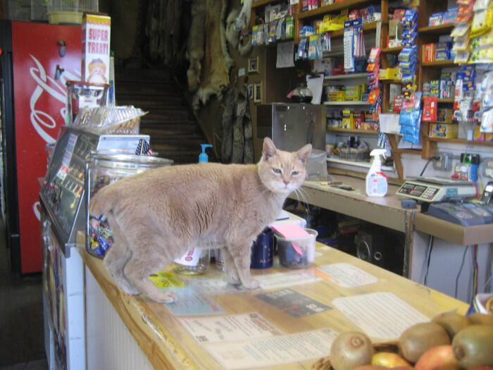 Kisah Seekor Kucing yang Jadi Wali Kota Kehormatan di Alaska