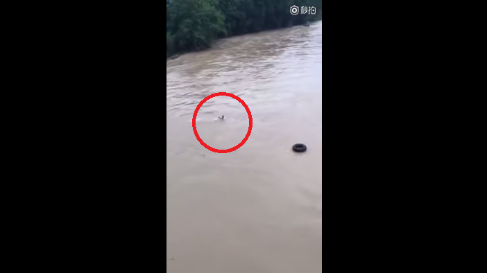 Miris Banget! Sudah Nekat Terjun ke Sungai, Lamaran Pria Ini Malah Ditolak