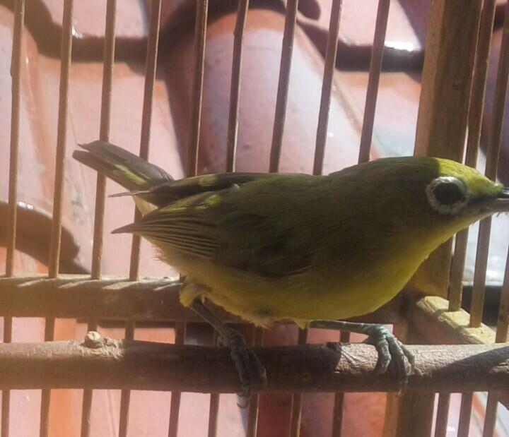 Balasan Dari Burung Kaca Mata Kaskus