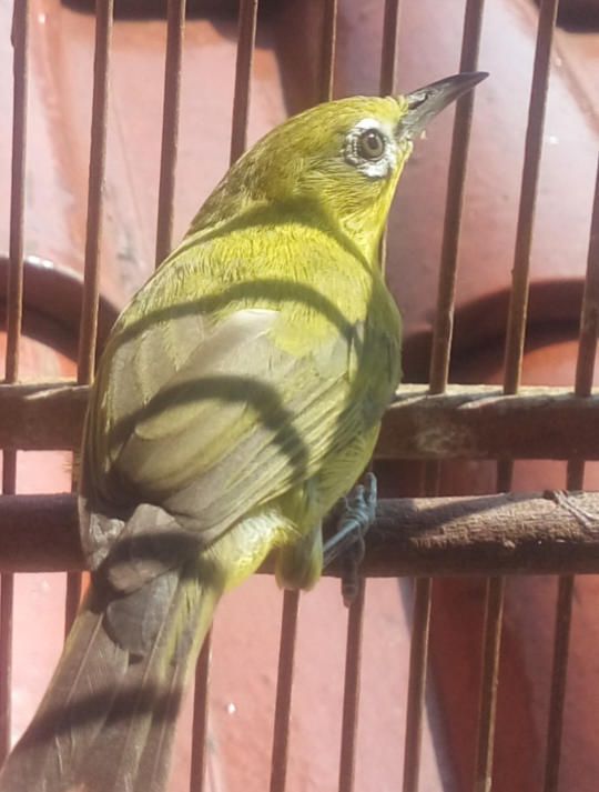Balasan Dari Burung Kaca Mata Kaskus