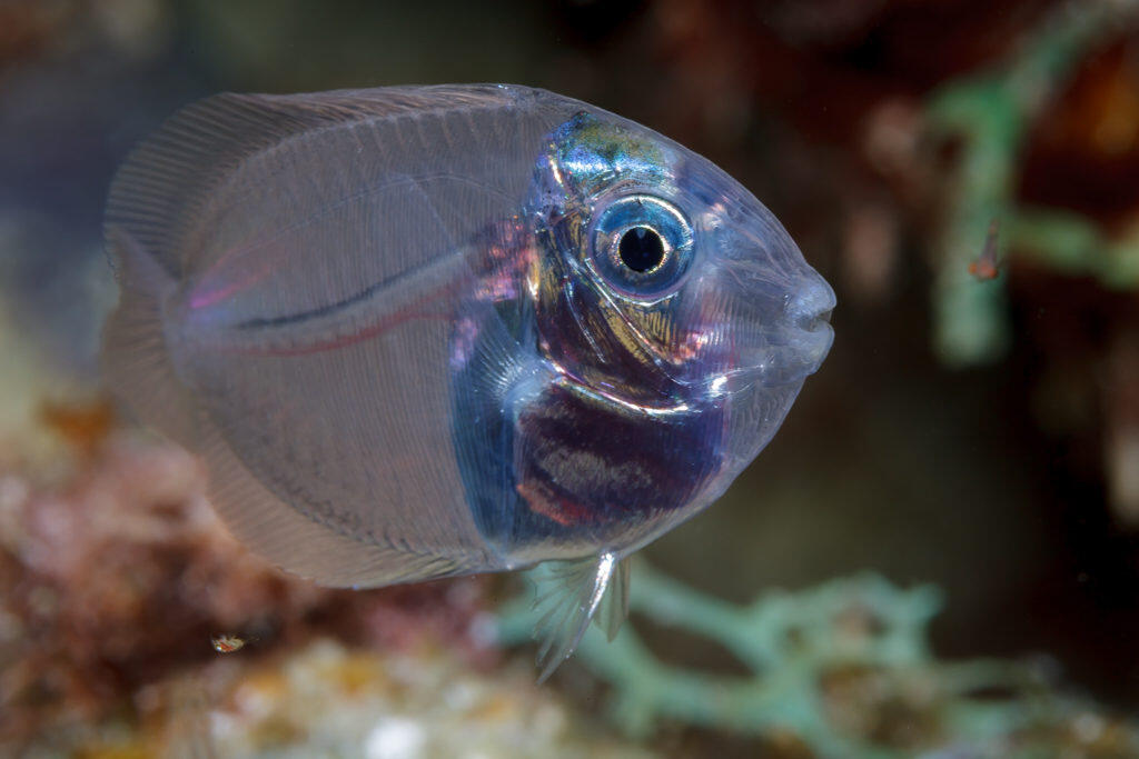 JUVENILE SURGEONFISH