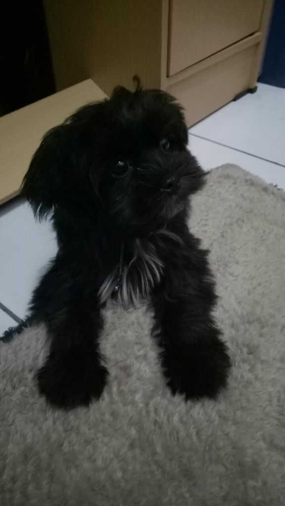 Dicari Anjing Dicuri Di Bogor