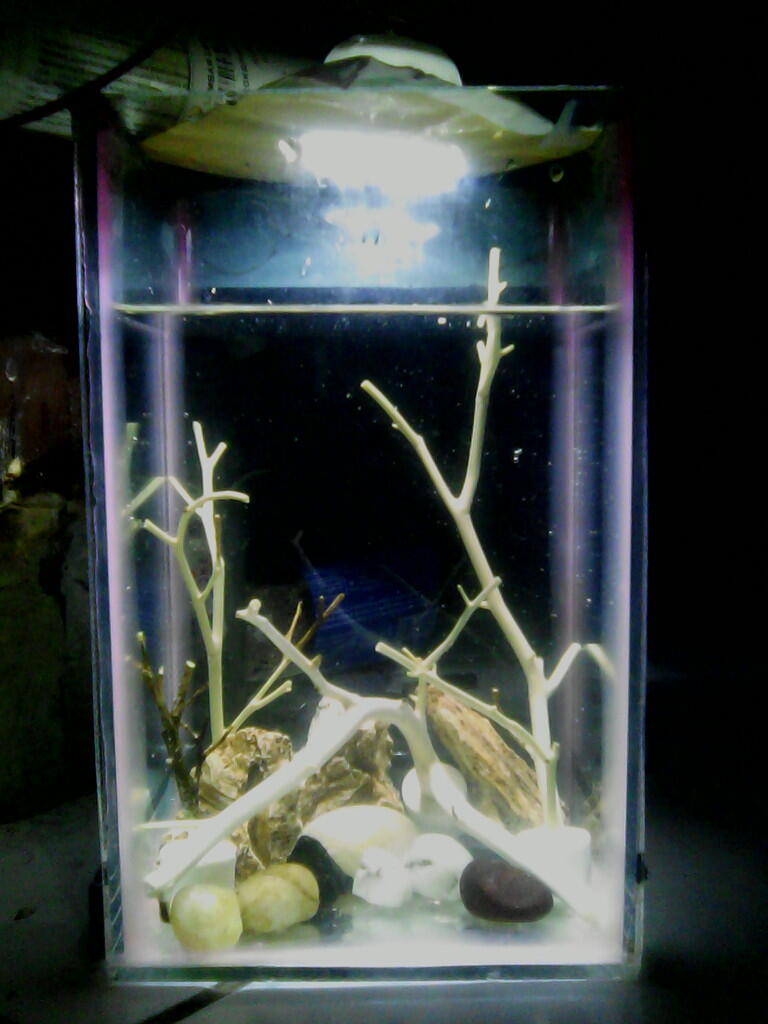 Saran & Masukan Untuk Aquarium Saya.