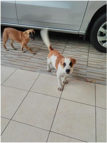 FREE ADOPSI HIBAH PUPPY LOVER BEKASI