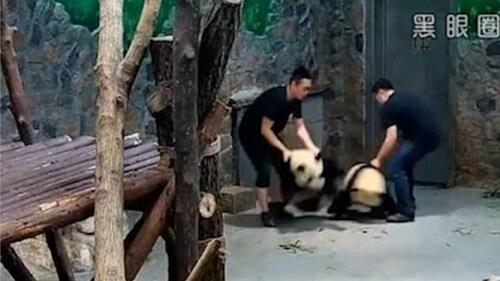 Video Kekerasan Terhadap Panda Jadi Viral di Cina