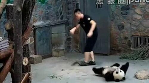 Video Kekerasan Terhadap Panda Jadi Viral di Cina