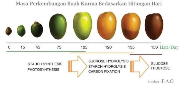 &#91;SHARE+DISKUSI&#93; All About Tanaman Kurma