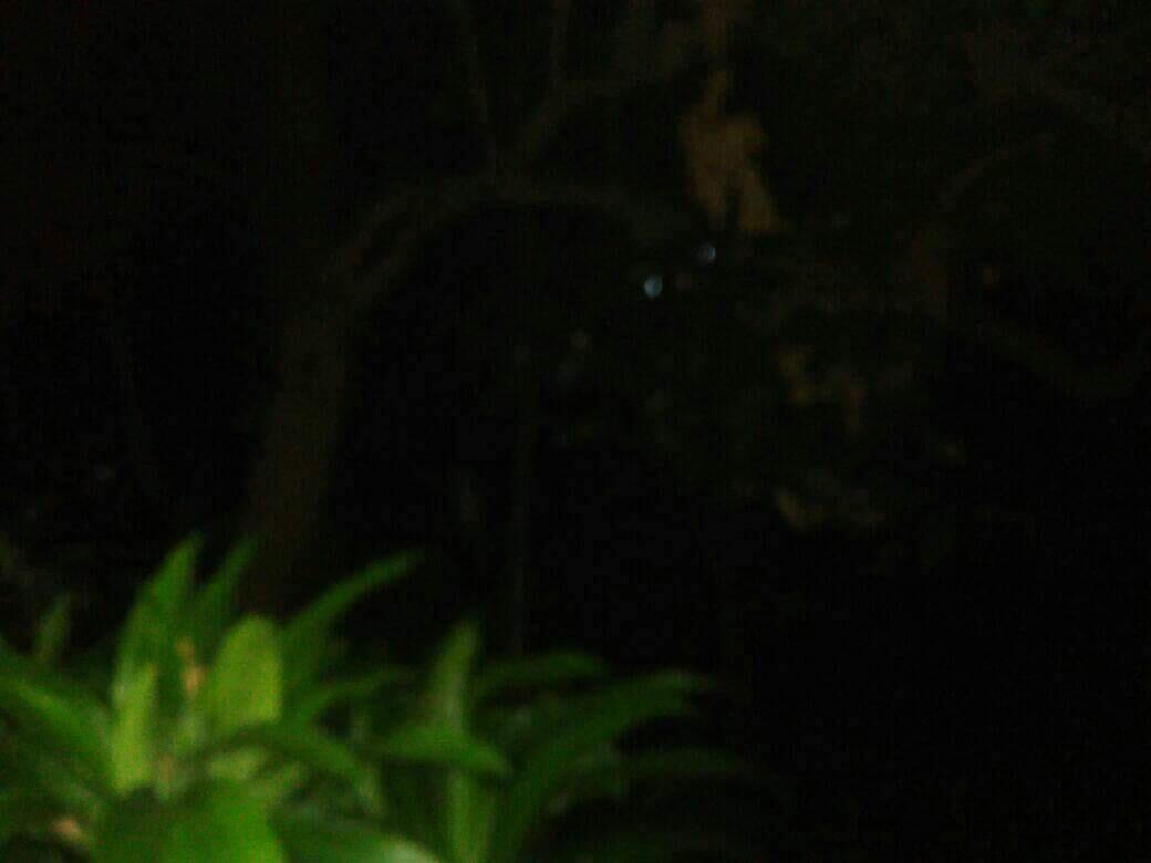 Penampakan &#91;katanya&#93;