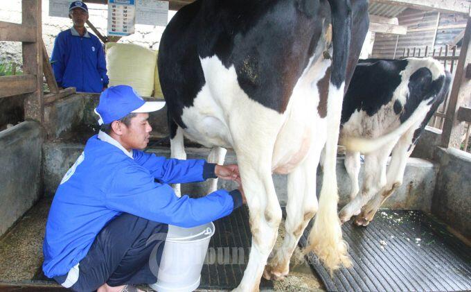 Tingkatkan Produksi Susu, Pemerintah Dorong Swasta Gandeng Peternak Sapi Lokal