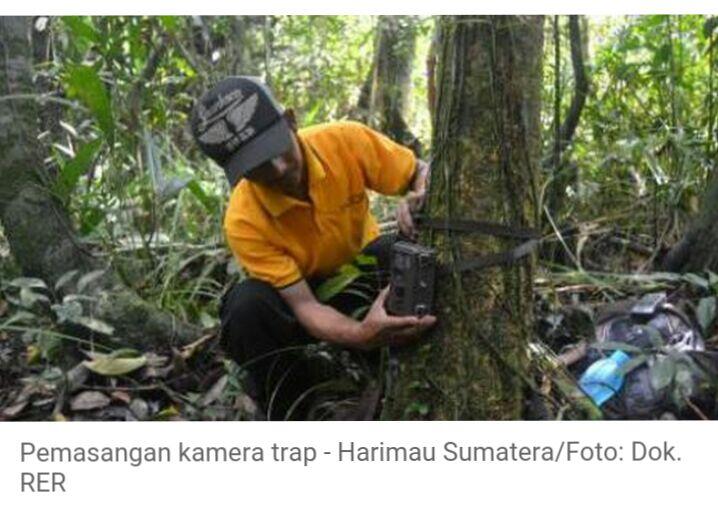 Mengidentifikasi Harimau Sumatera di Hutan Gambut Riau
