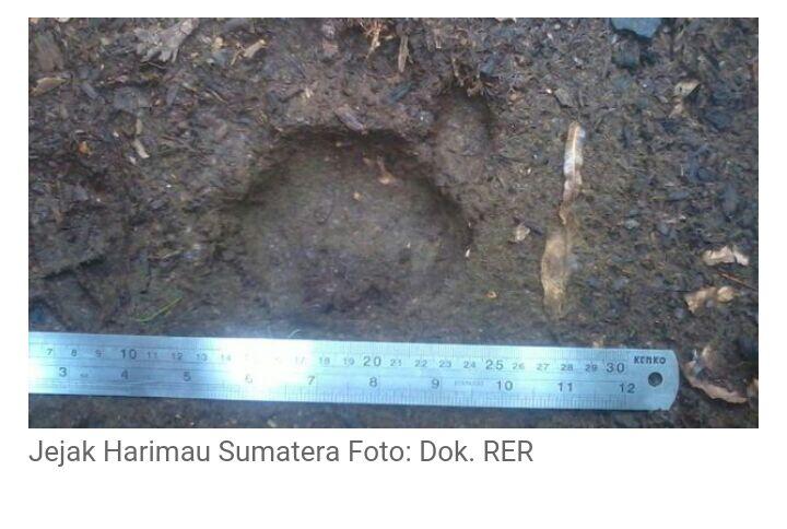 Mengidentifikasi Harimau Sumatera di Hutan Gambut Riau