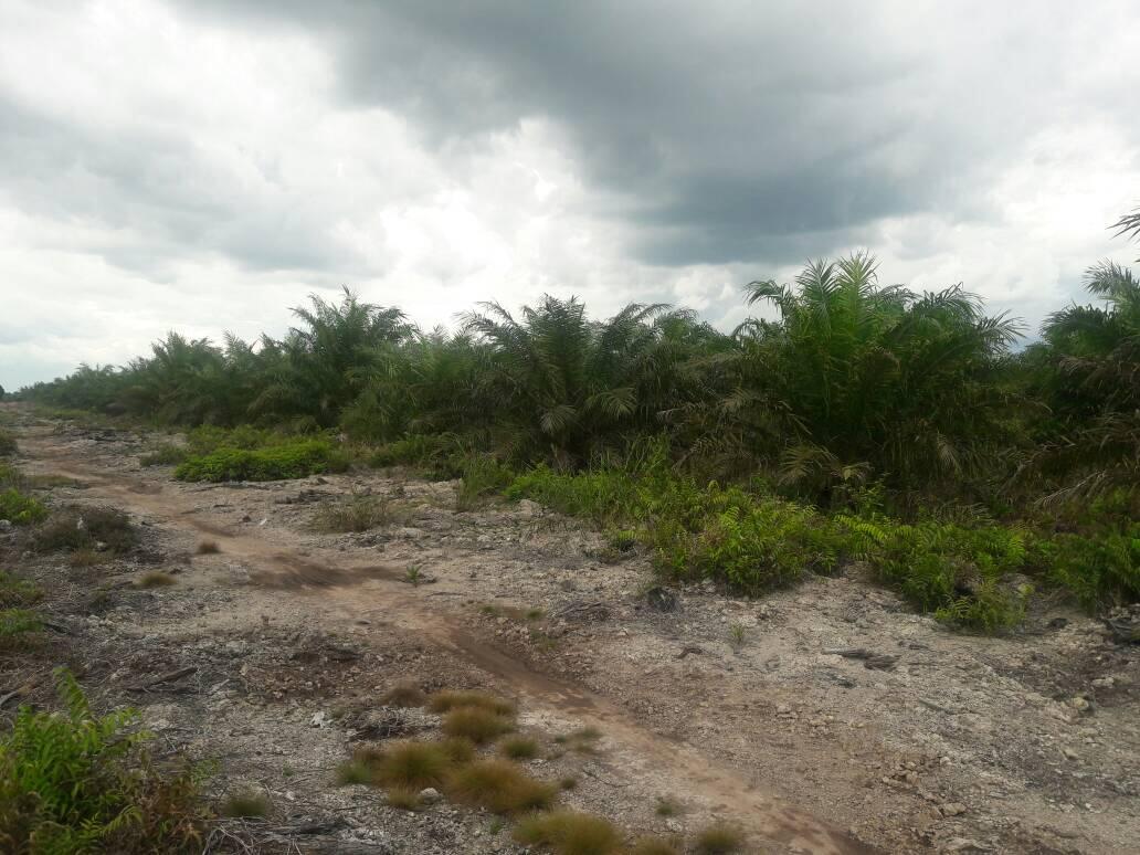 Dicari Investor Serius Untuk Take Over Lahan Sawit Di Kalbar