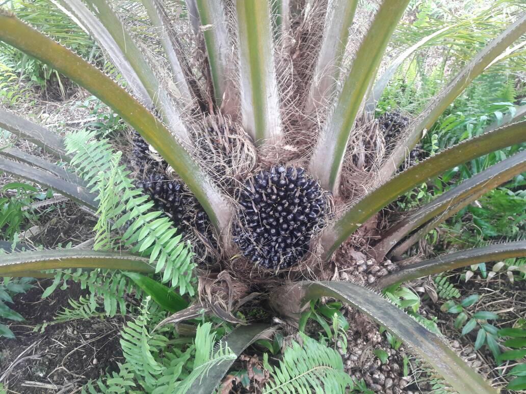 Dicari Investor Serius Untuk Take Over Lahan Sawit Di Kalbar