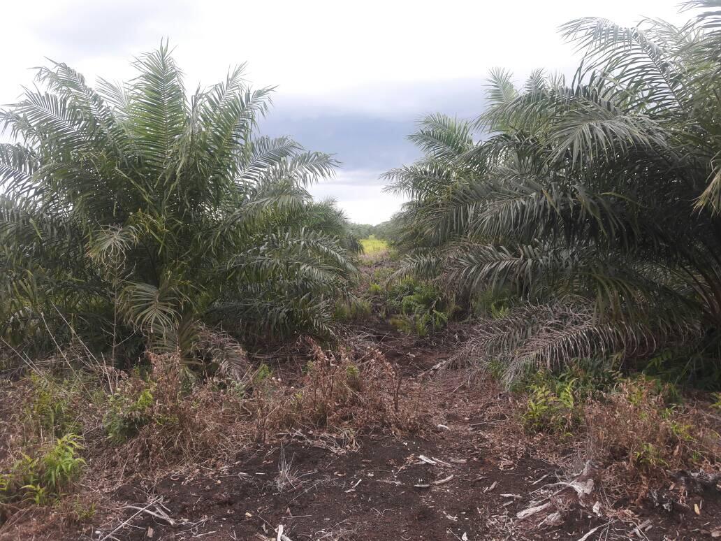 Dicari Investor Serius Untuk Take Over Lahan Sawit Di Kalbar