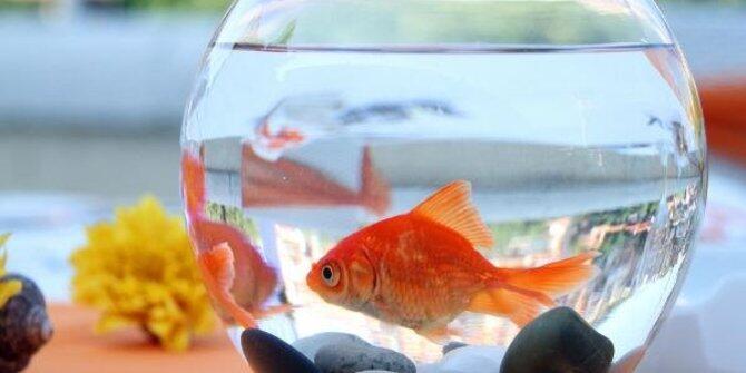 5 Hal mengerikan yang pernah diangkat dokter dari tubuh manusia