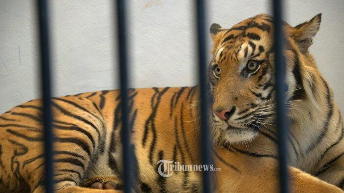 Pusat Rehabilitasi Harimau Sumatera di Dharmasraya Diresmikan Menteri LHK