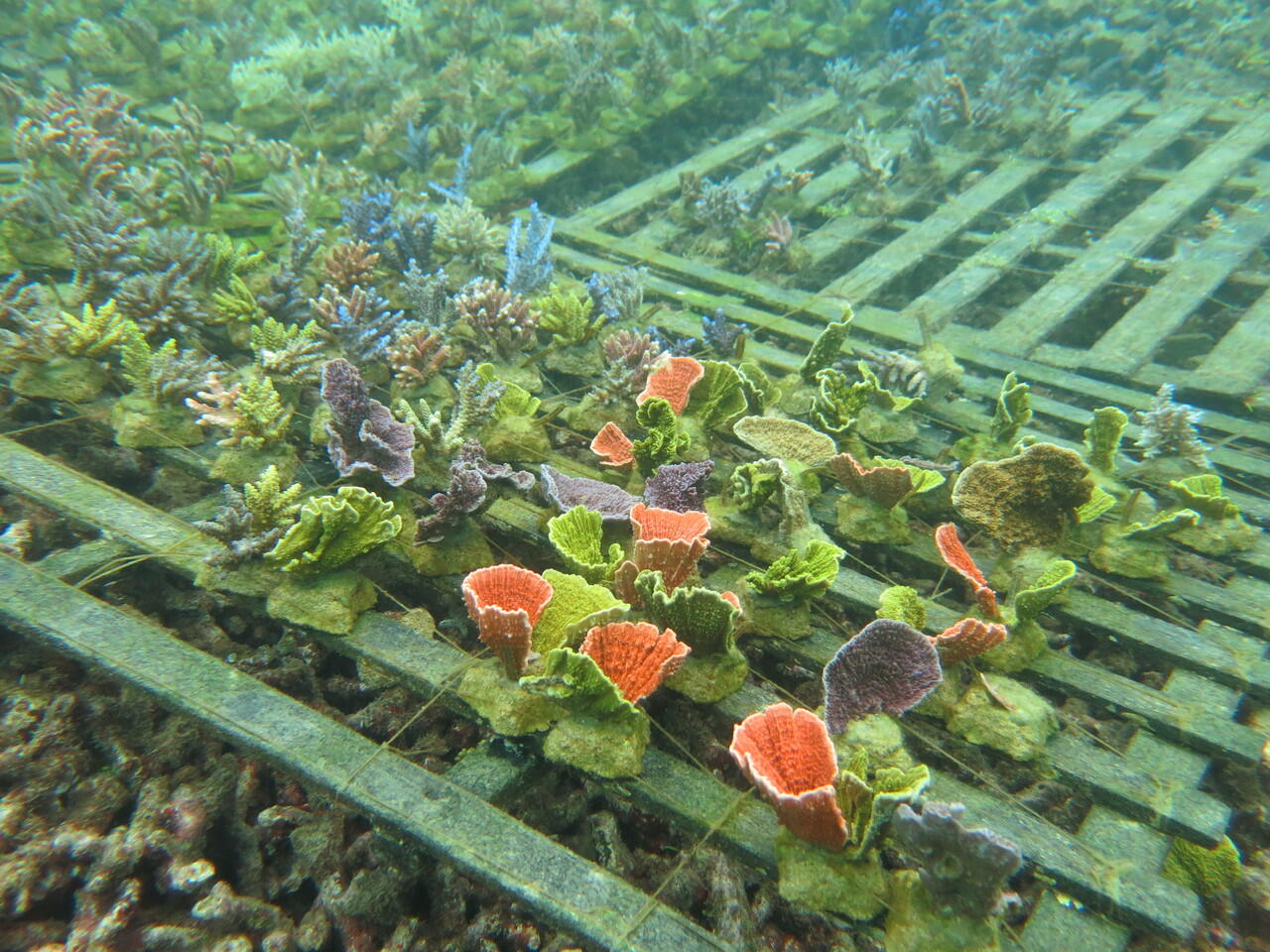 Menyambangi Pulau Sambangan di Karimun Jawa