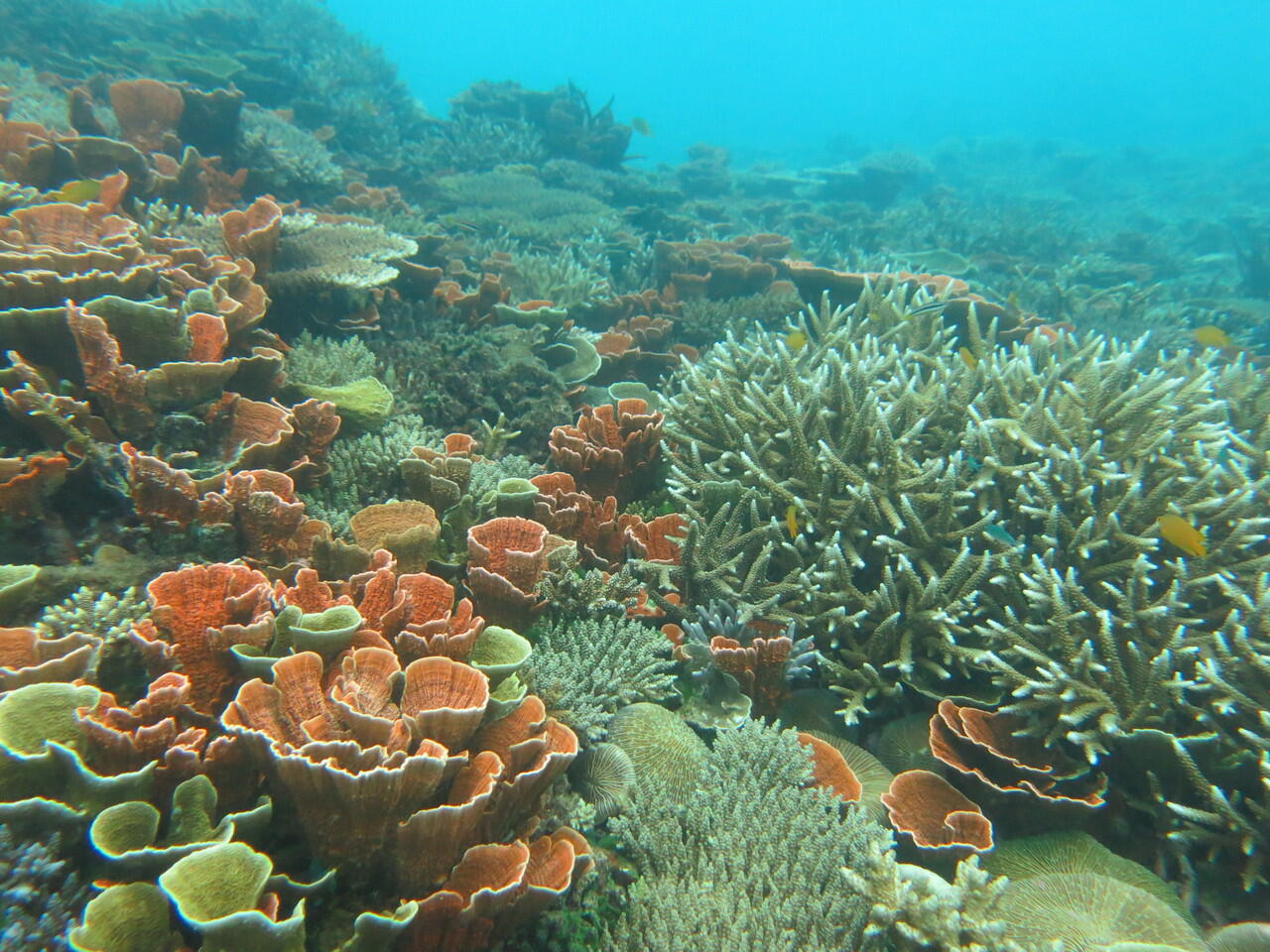 Menyambangi Pulau Sambangan di Karimun Jawa