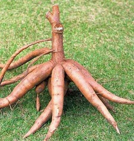 Sayuran dan Buah Ini Masuk Jadi yang Paling Beracun di Dunia