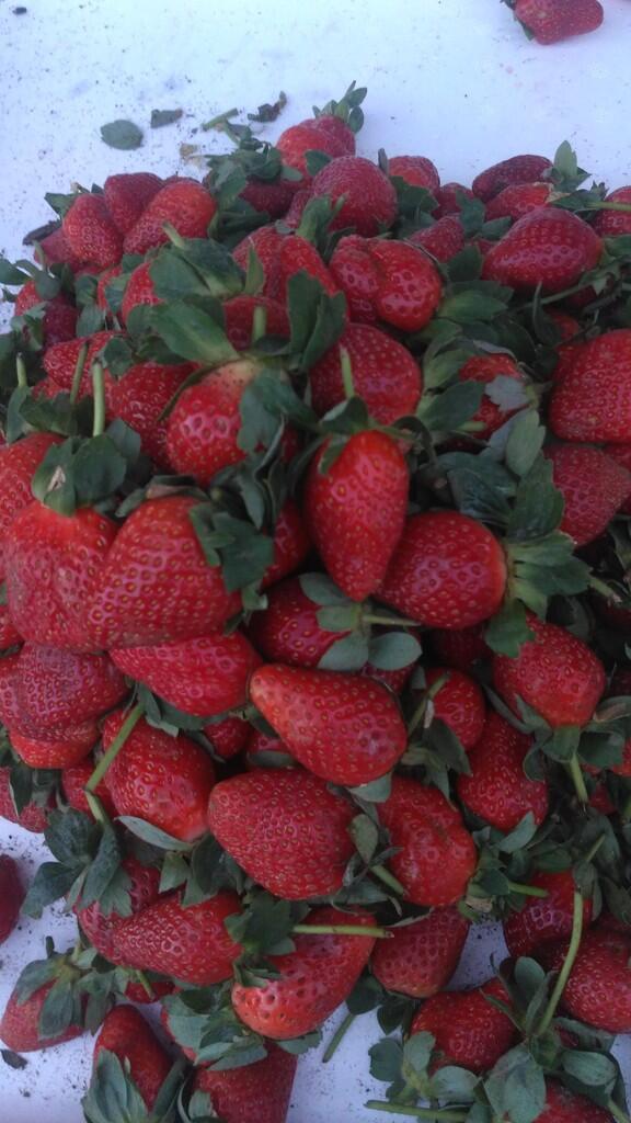 Hasil bumi sarangan - buah dan sayur lokal [murah dan berkualitas]