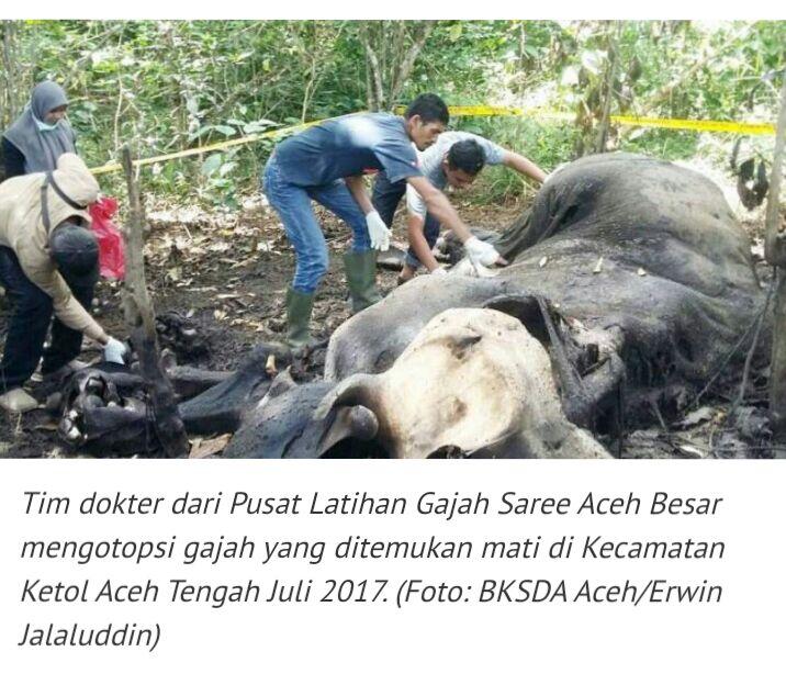 Tangkap Dua Terduga Penembak Gajah, Polisi Aceh Sita AK-56