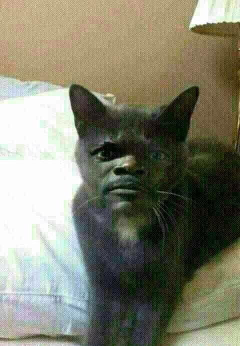 Balasan Dari Gemasnya Parade Kucing Di Belgium Yang Menyimpan Sejarah Kelam Kaskus