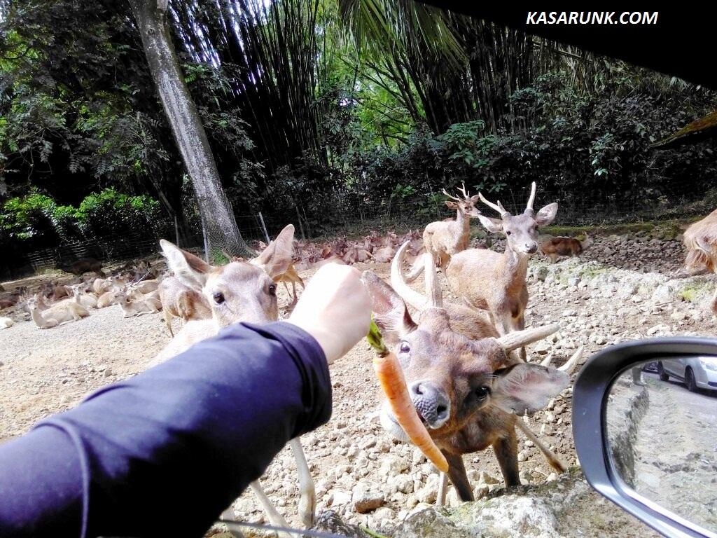 Taman Safari, Destinasi wisata kebun binatang di Bogor