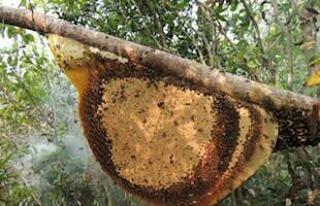 Cara Membuat Obat Penambah Stamina Dengan Menggunakan Madu Hutan