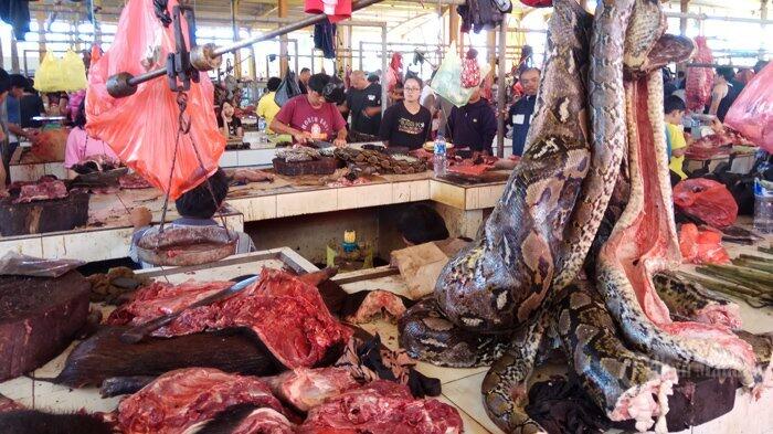 Daging Ular Piton dan Biawak , Menu Andalan Pengucapan Syukur