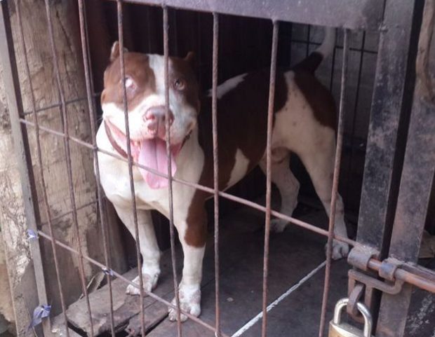Anjing Penggigit Bocah hingga Tewas Itu Pernah Juarai Kontes