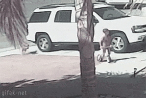 Anjing Penggigit Bocah hingga Tewas Itu Pernah Juarai Kontes