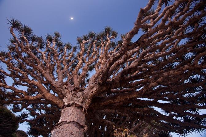 Pulau SOCOTRA, Pulau dengan sebutan penjara Dajjal sekaligus Pulau kebahagiaan.