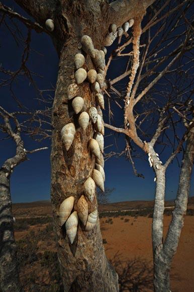 Pulau SOCOTRA, Pulau dengan sebutan penjara Dajjal sekaligus Pulau kebahagiaan.